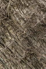 Fototapeta na wymiar Tree bark texture, old rough wood pattern, macro image.