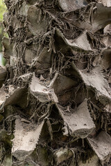 Tree bark texture, old rough wood pattern, macro image.