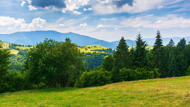 trees on the grassy hill in mountains. beautiful countryside summer scenery of carpathians. rural valley in the distance. sunny weather with fluffy clouds on the sky