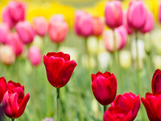 桜の次はチューリップ畑