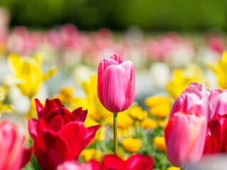 桜の次はチューリップ畑