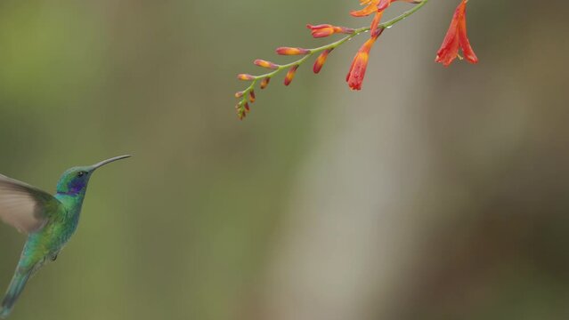 a slow motion shot of a lesser violetear hummingbird feeds crocosima flower at a garden in the cloud forest of costa rica