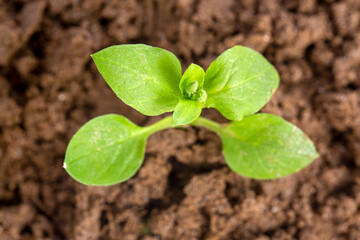 Bloom sprout from the soil in nature, conservation concept