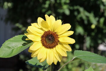 sunflower in the garden
