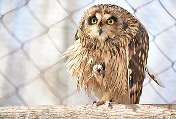 an owl in a zoo in a cage fluffed up the wings raised its paw looks at the camera