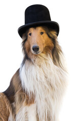 portrait of a rough collie dog with black top hat
