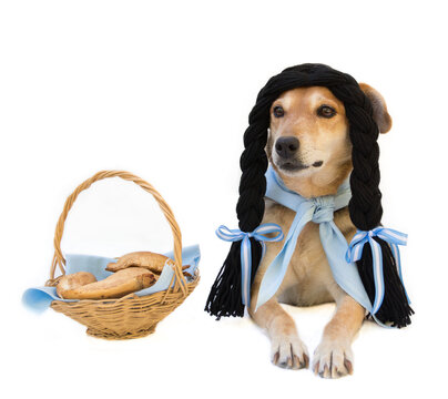 Dog with black braids, dressed in China, from the Argentine countryside.