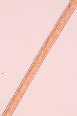 Characteristics of Hair cell of human under microscope view for education in laboratory.
