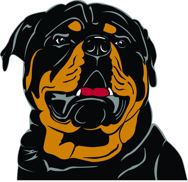 Vector drawing of a rottweiler dogs head