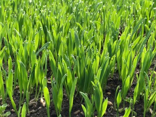 Young green oats in the morning sun. A field of young green oats. The concept of a good harvest, agro-industrial complex.