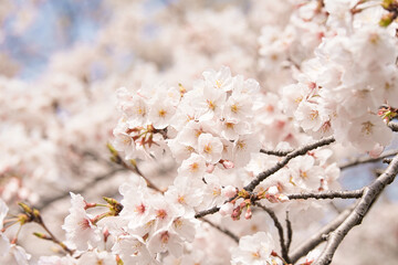 Naklejka premium 桜の花びら