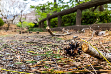 Japanese pinecone at road