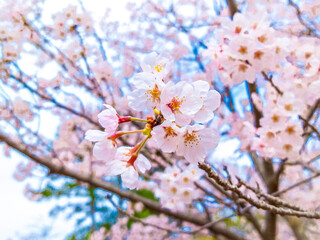 Obraz premium Japanese Blossom