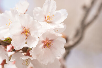 桜の花びら