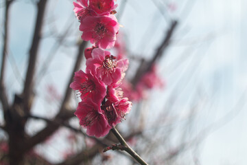 道に咲いていた梅の花のアップ写真
