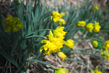春に咲いたスイセンの花(日本)