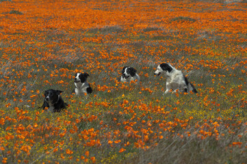 Four Border Collies shown amid a California golden poppy field near Lancaster in Los Angeles County.