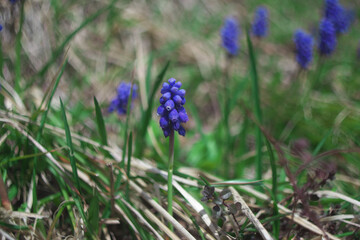 春に咲いたムスカリのアップ写真