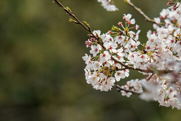 春の日差しに輝くソメイヨシノの花びら