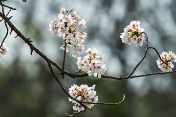 春の日差しに輝くソメイヨシノの花びら