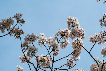 春の日差しに輝くソメイヨシノの花びら