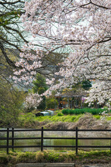 春の日差しに輝くソメイヨシノの花びら