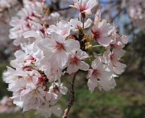 Pink cherry blossoms in full bloom