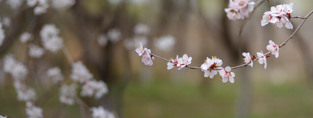  peach blossoms.. peach blossoms in full bloom on a spring day.