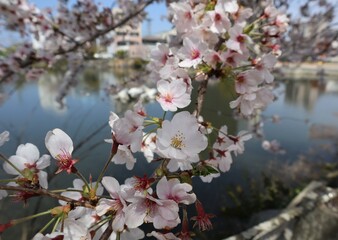 Beautiful Japanese cherry blossoms blooming in spring