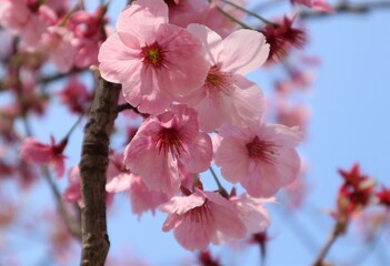 Beautiful pink cherry blossom close-up