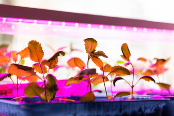 Small sprouts of flowers on the windowsill. Growing under ultraviolet light.