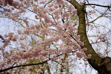 Spring flower collection 2022