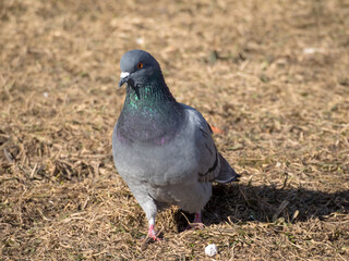 dove on a sunny day