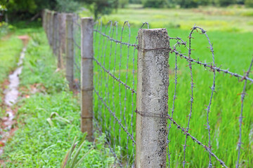 Concrete pole with wire fencing around rice field for protection