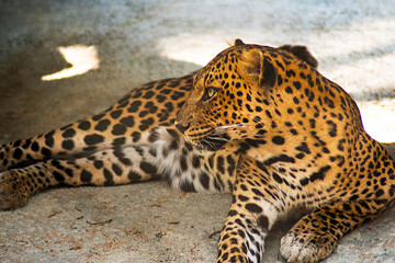 Fototapeta na wymiar Leopard (panthera pardus) roaring on the rocks.