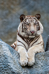 Portrait of lying white tiger