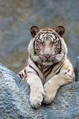 Portrait of lying white tiger