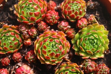 Rojniczek jovibarba sobolifera kwiat żółty skalniak succulent rojnik