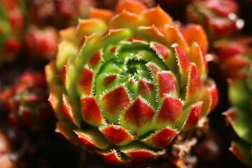 Rojniczek jovibarba sobolifera kwiat żółty skalniak succulent rojnik © Perovskia