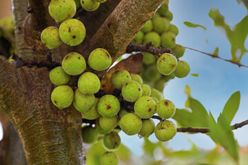 Ficus sycomorus, ficus racemosa, sycamore figs , fig-mulberry, clusters of ripe figs on tree	
