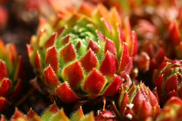 Rojniczek jovibarba sobolifera kwiat żółty skalniak succulent rojnik