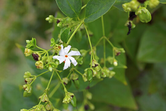 Beautiful Coral Jasmine or  Night blooming jasmines in garden