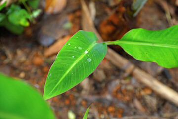 Newly planted banana tree in garden