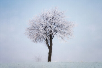 Baum im nebel