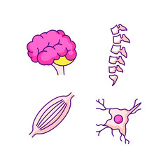 color icons, brain, bone marrow, muscles, nerves