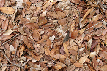 rotten leaves and twigs background