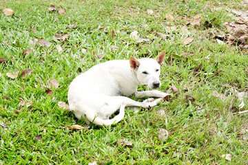 Naklejka na ściany i meble white dog lying on green grass