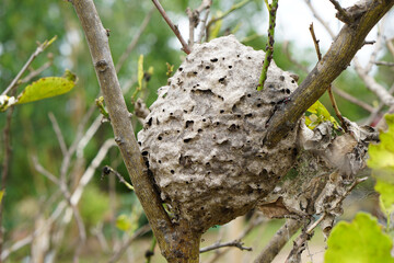 ants nest on trees looks like a circle