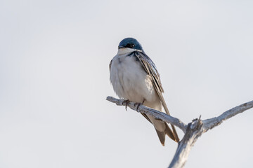 Swallow on white background