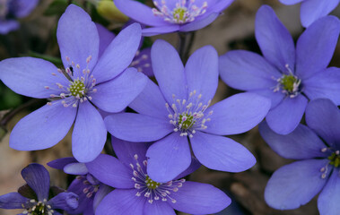 Round-lobed hepatica close-up